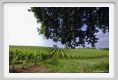 tenuta_di_arceno202