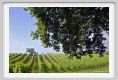 tenuta_di_arceno204