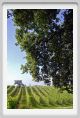 tenuta_di_arceno205