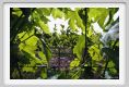 tenuta_di_arceno206