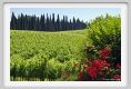 tenuta_di_arceno209