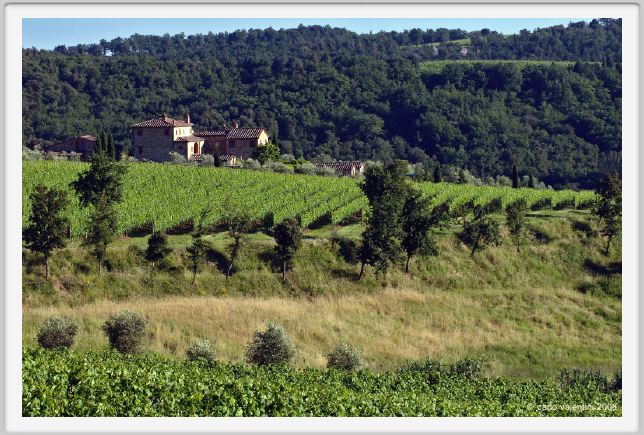 tenuta_di_arceno283