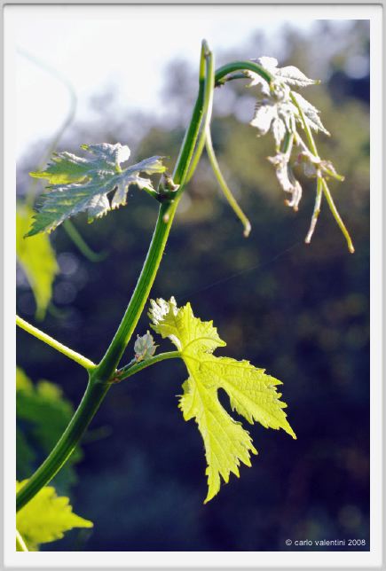 tenuta_di_arceno295