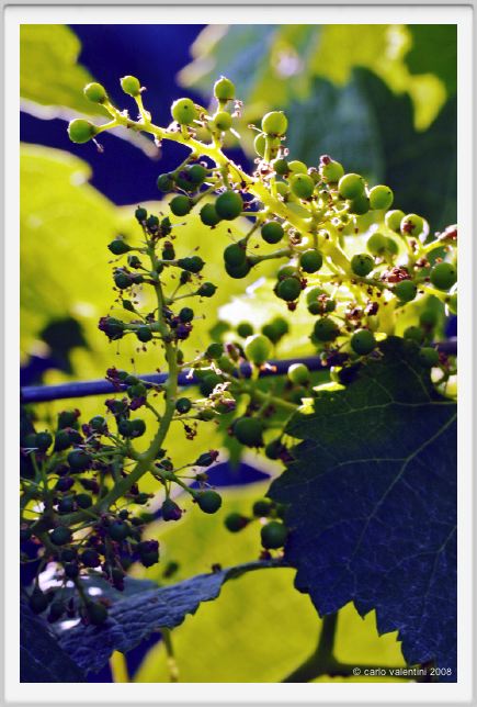 tenuta_di_arceno296