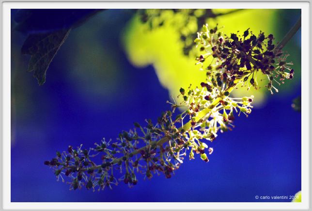 tenuta_di_arceno297