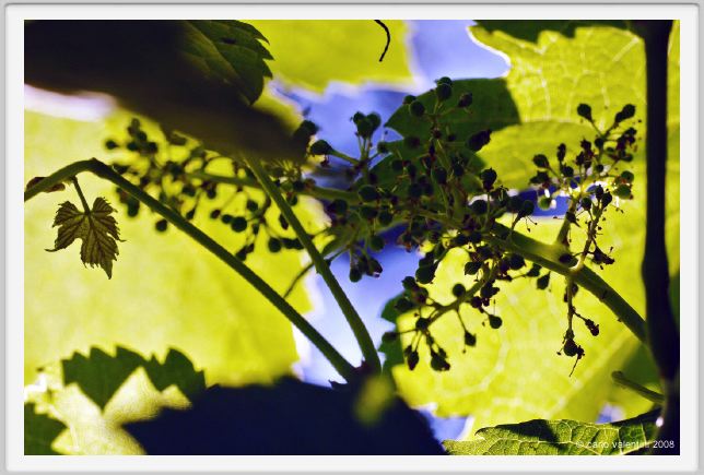 tenuta_di_arceno301