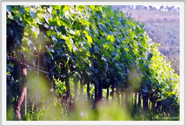 tenuta_di_arceno305
