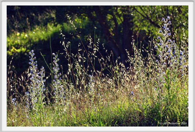 tenuta_di_arceno309