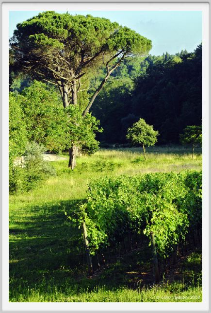 tenuta_di_arceno310