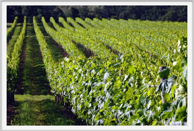 tenuta_di_arceno262
