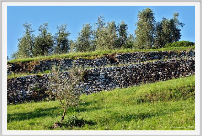 tenuta_di_arceno311