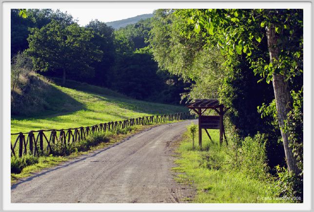 tenuta_di_arceno312
