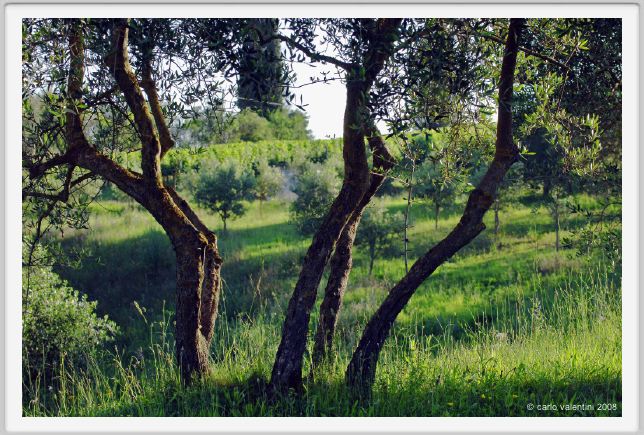 tenuta_di_arceno314