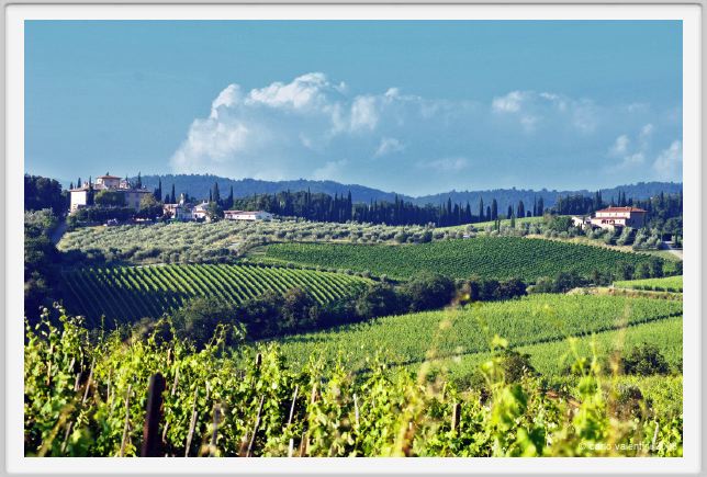tenuta_di_arceno316