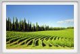 tenuta_di_arceno272