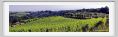 tenuta_di_arceno282