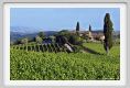 tenuta_di_arceno285