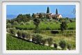 tenuta_di_arceno287