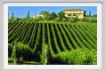 tenuta_di_arceno288