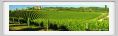 tenuta_di_arceno289