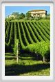 tenuta_di_arceno290