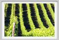 tenuta_di_arceno293
