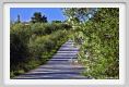 tenuta_di_arceno294