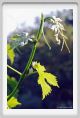 tenuta_di_arceno295
