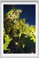 tenuta_di_arceno299