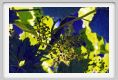 tenuta_di_arceno300
