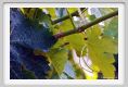 tenuta_di_arceno303