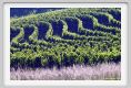 tenuta_di_arceno307