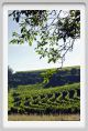 tenuta_di_arceno308