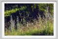 tenuta_di_arceno309