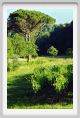 tenuta_di_arceno310