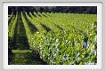 tenuta_di_arceno262