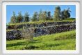 tenuta_di_arceno311