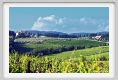 tenuta_di_arceno316