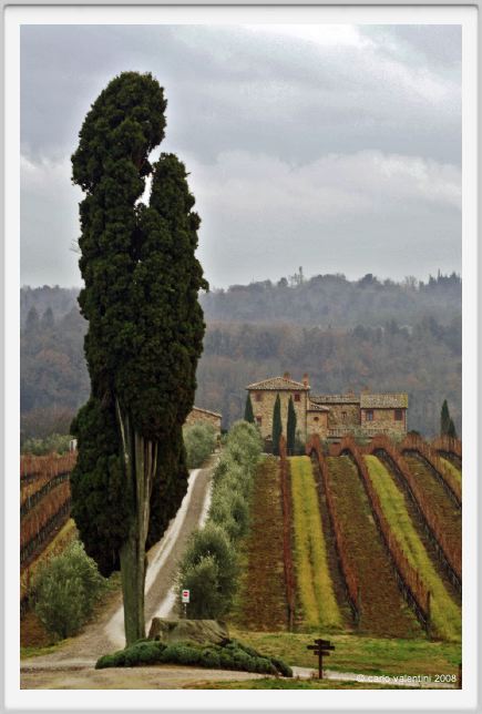 tenuta_di_arceno015