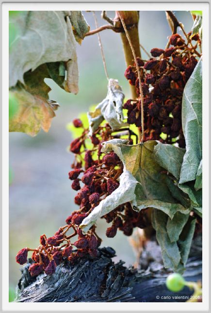 tenuta_di_arceno336