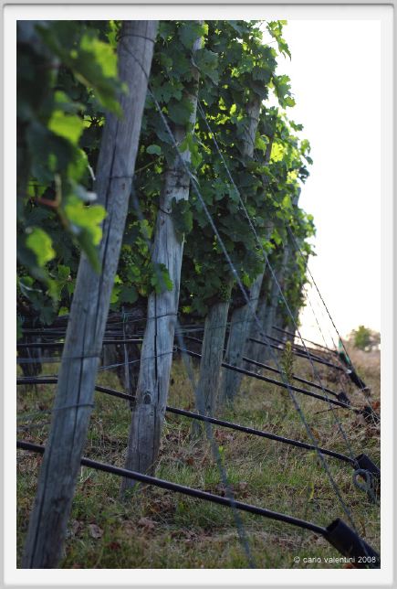 tenuta_di_arceno337