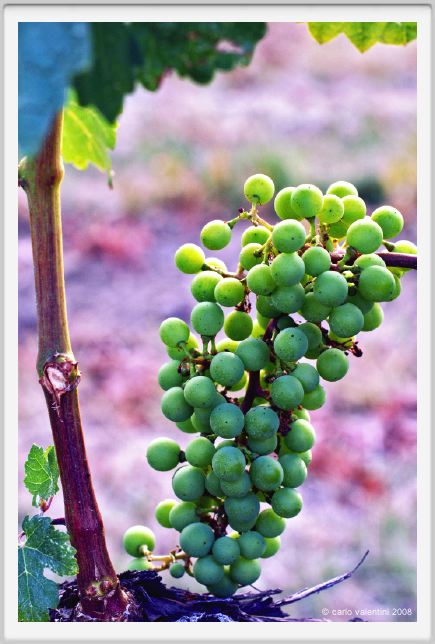 tenuta_di_arceno340
