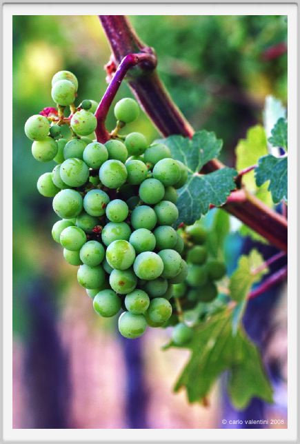 tenuta_di_arceno341