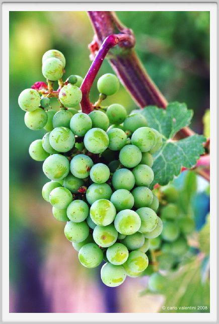 tenuta_di_arceno343