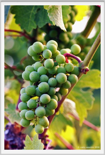 tenuta_di_arceno345