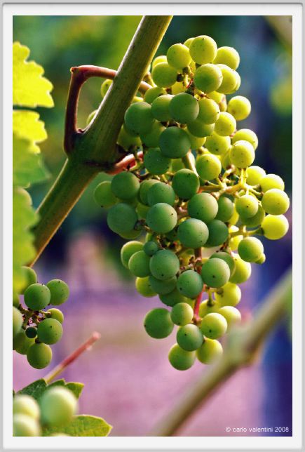 tenuta_di_arceno348