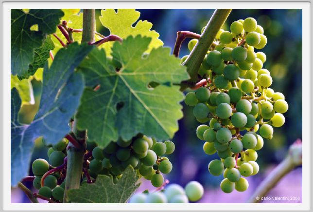 tenuta_di_arceno350