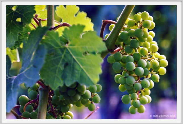 tenuta_di_arceno351