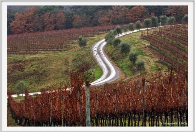 tenuta_di_arceno016