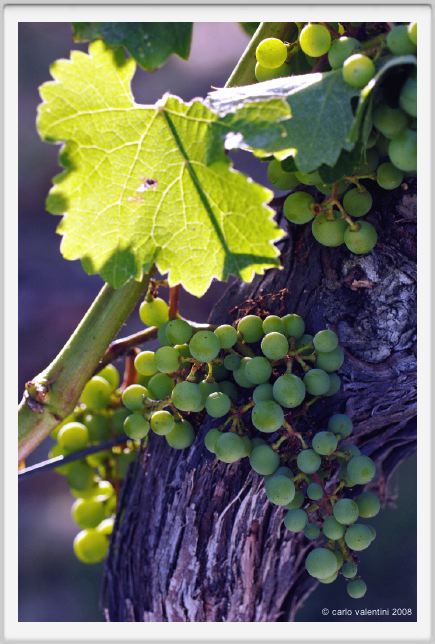tenuta_di_arceno319